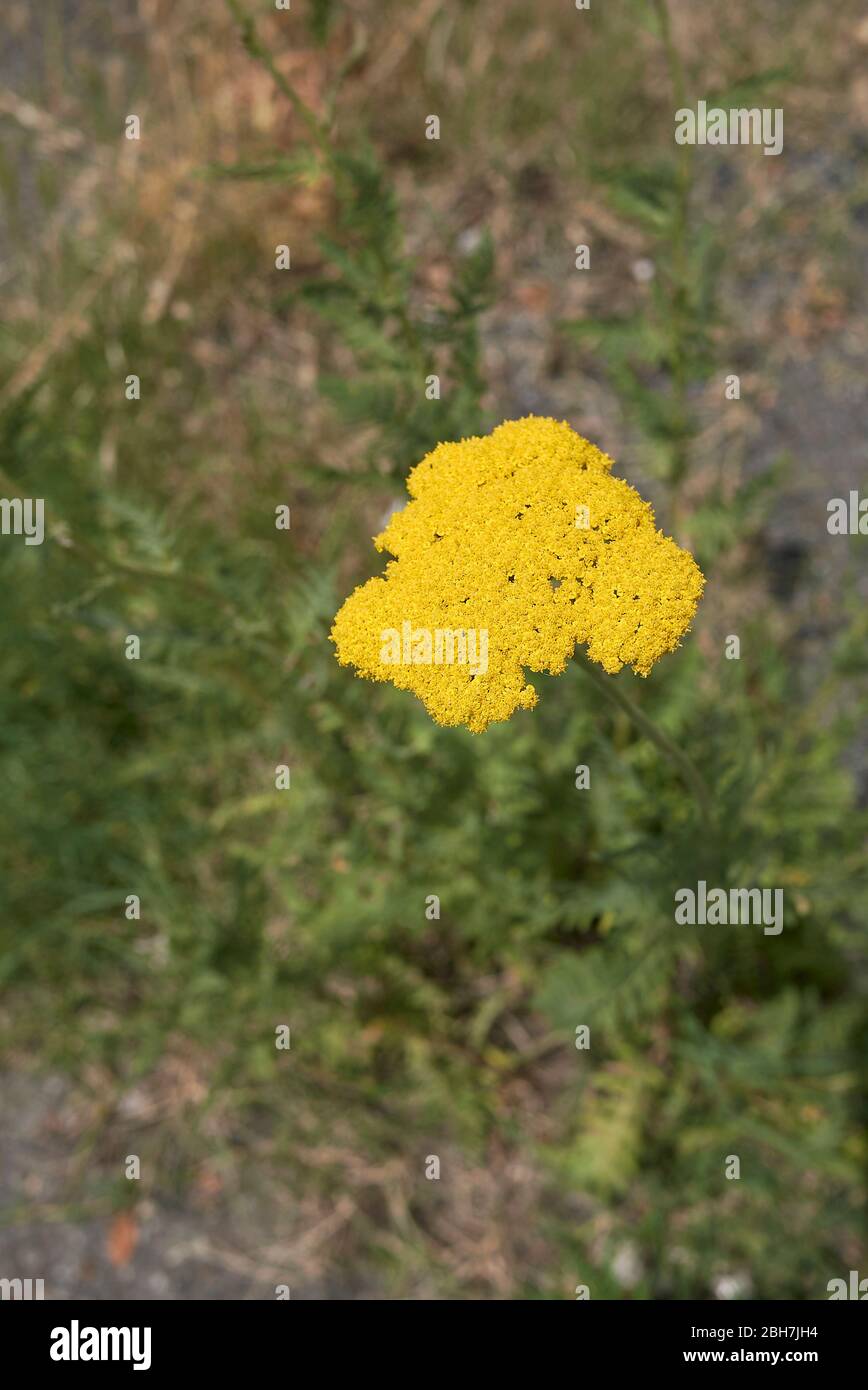 Achillea filipendula yellow flowers Stock Photo