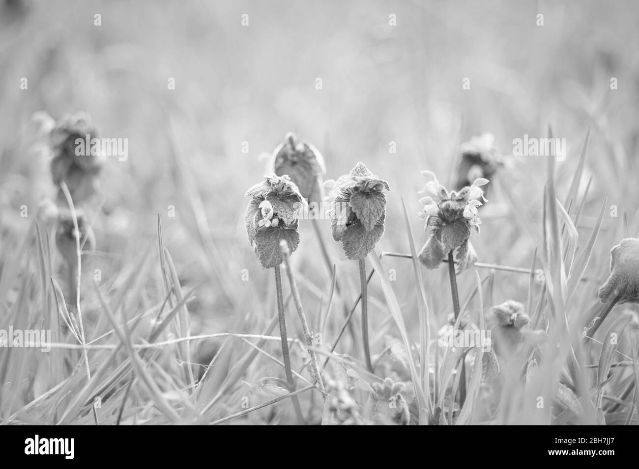 Small Purple Wildflowers
