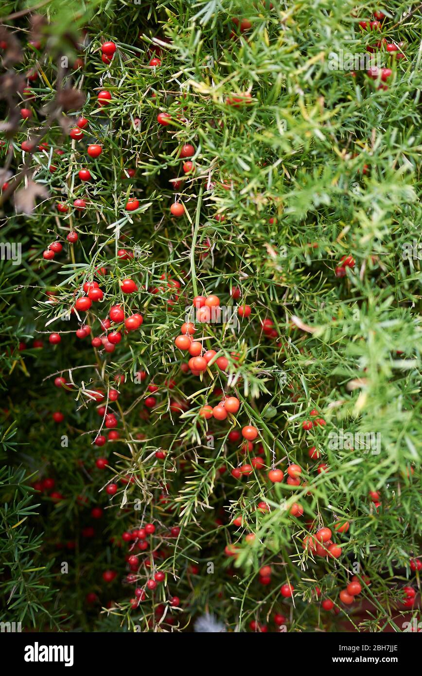 Asparagus densiflorus with red fruit Stock Photo Alamy