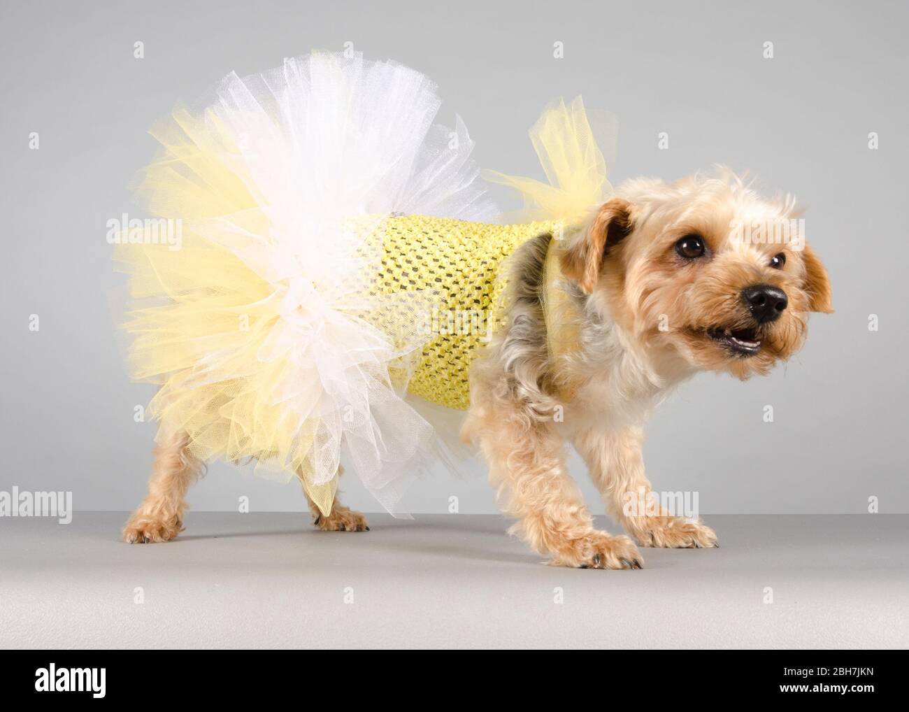 Dog in ballet dress hi-res stock photography and images - Alamy Dog in ballet dress hi-res stock photography and images - Alamy