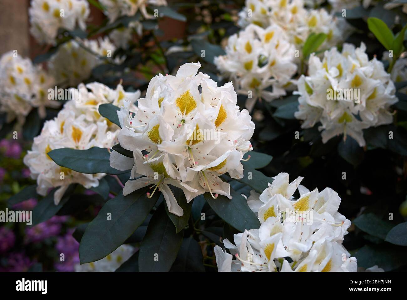 Rhododendron colorful flowers Stock Photo