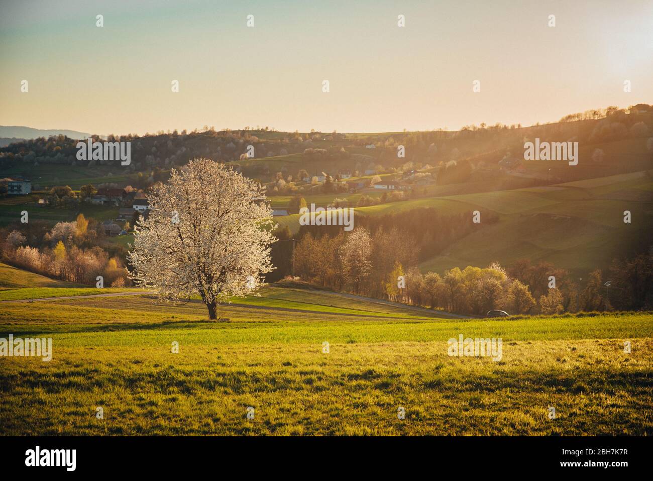 blossom cherry tree in spring rural landscape in warm orange sunrise light, beautiful scenery, edit space for quotes Stock Photo