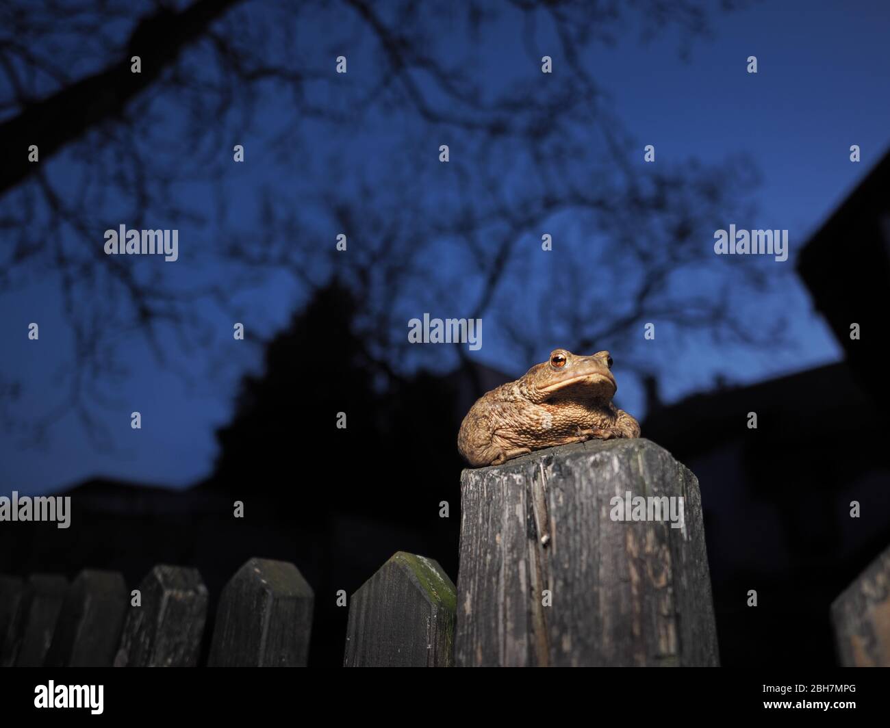 Amphibian common toad (bufo bufo) Stock Photo