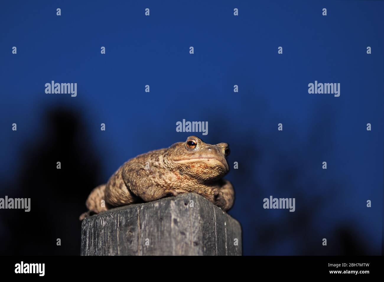 Amphibian common toad (bufo bufo) Stock Photo