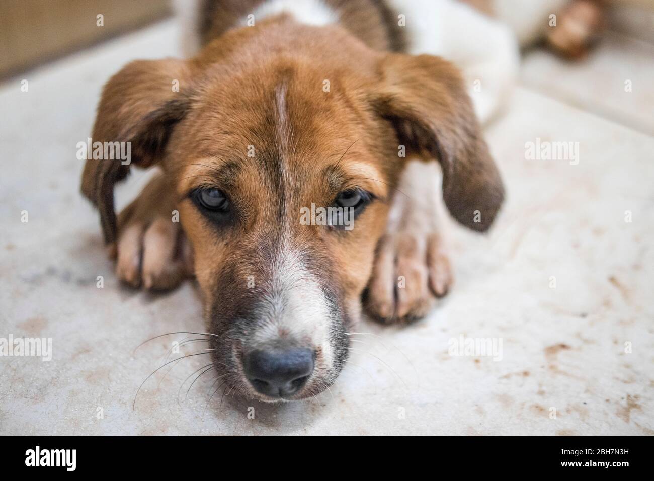 Stray dog, Madagascar Stock Photo Alamy