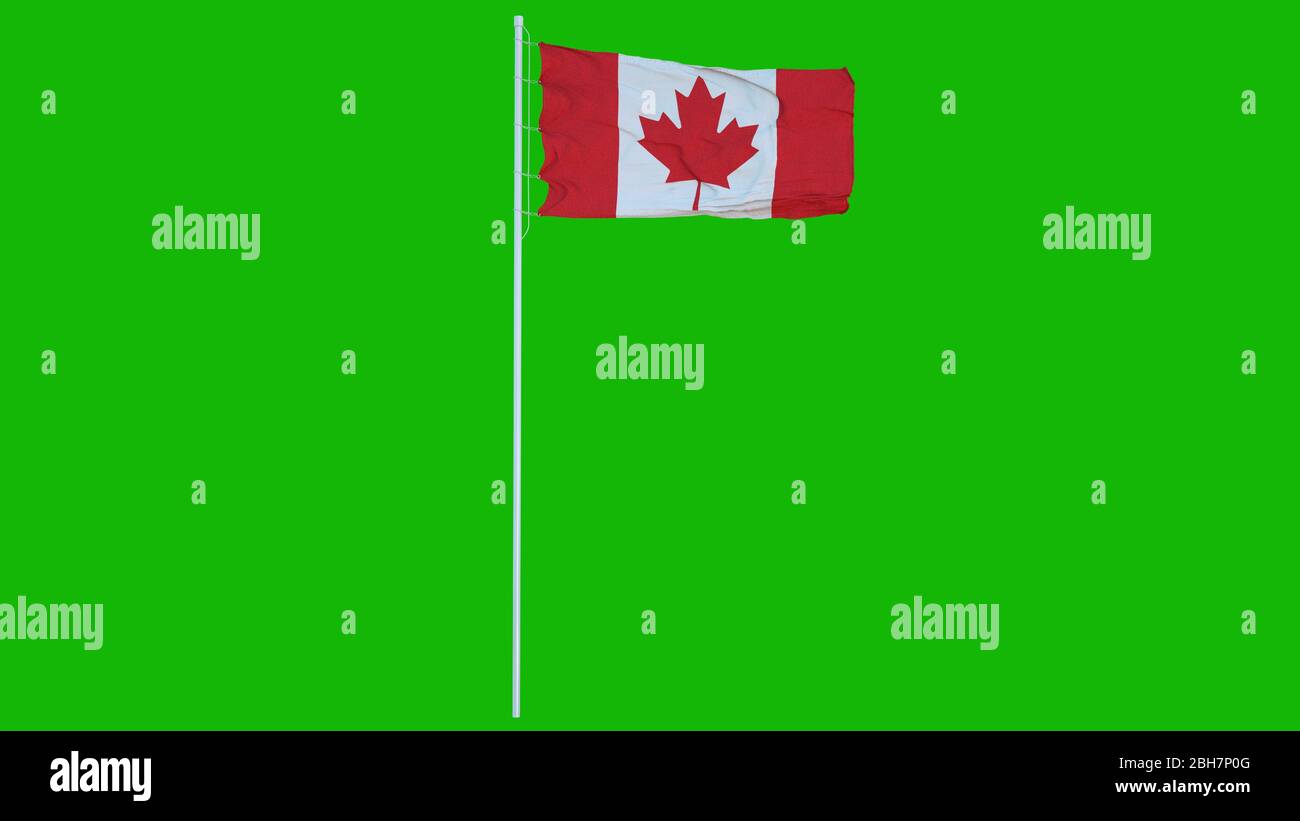 Canada flag waving against green screen chroma background. 3d rendering