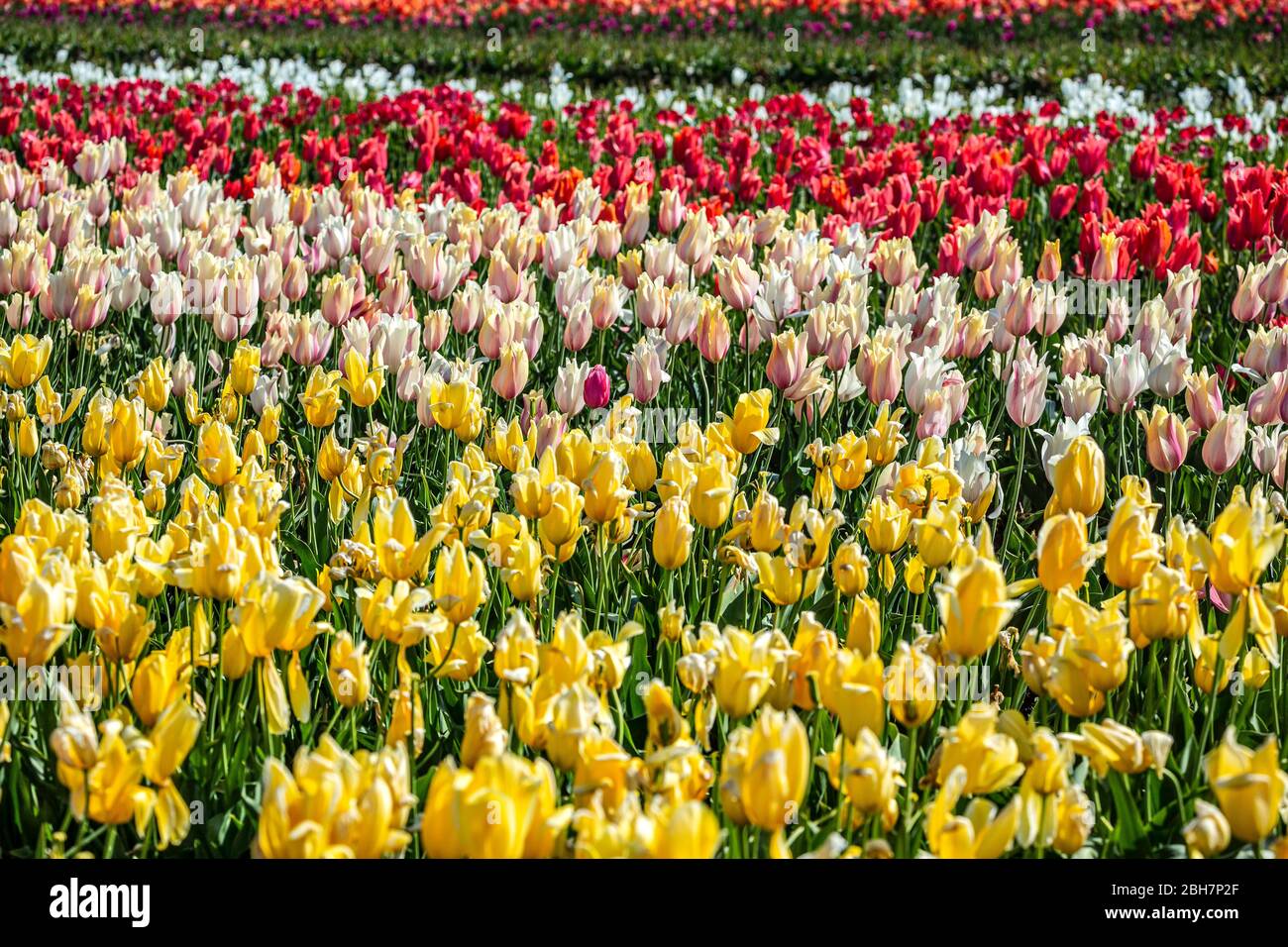 Wooden farm america hires stock photography and images Alamy