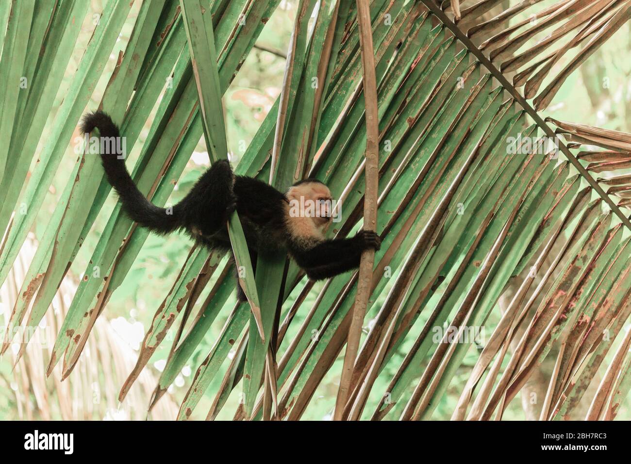 Capuchin monkey in a tropical forest in Costa Rica Stock Photo