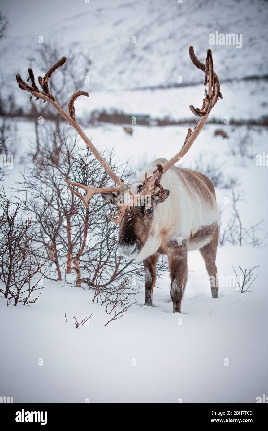 Rendeer looking for food under the deep snowcover in the mountains of Finnmark county in northern Norway Stock Photo