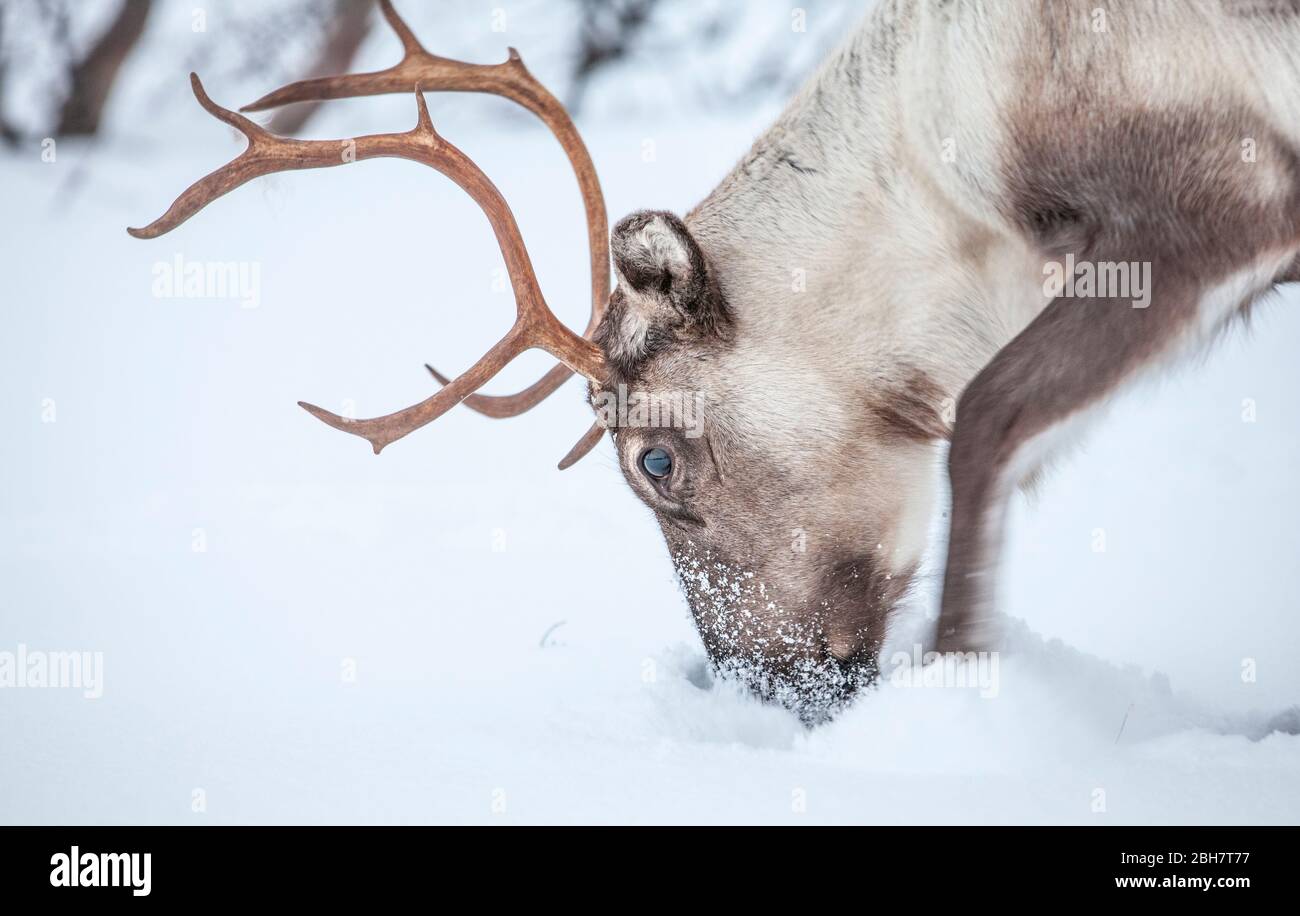 Rendeer looking for food under the deep snowcover in the mountains of Finnmark county in northern Norway Stock Photo