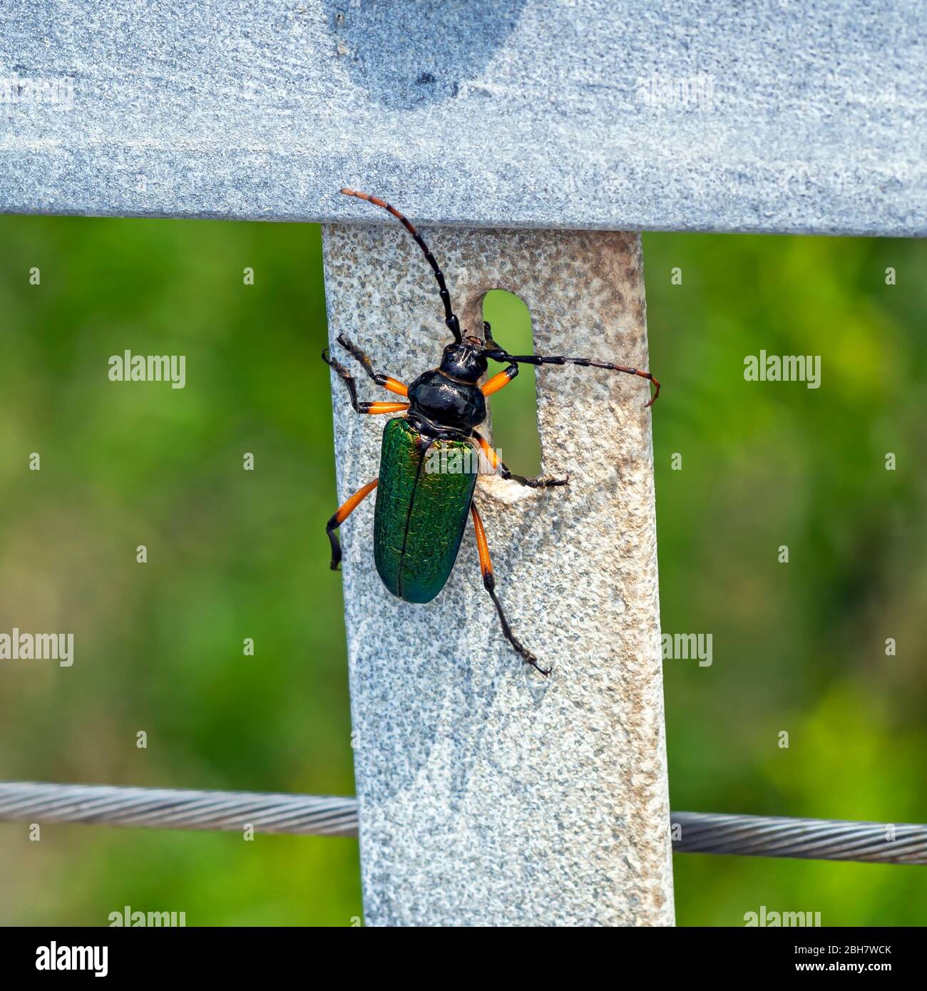 A Callona rimosa, or Beautiful Mesquite Borer beetle. Photo taken at the Oso Bay Wetlands Preserve and Learning Center.in Corpus Christi, Texas USA. Stock Photo