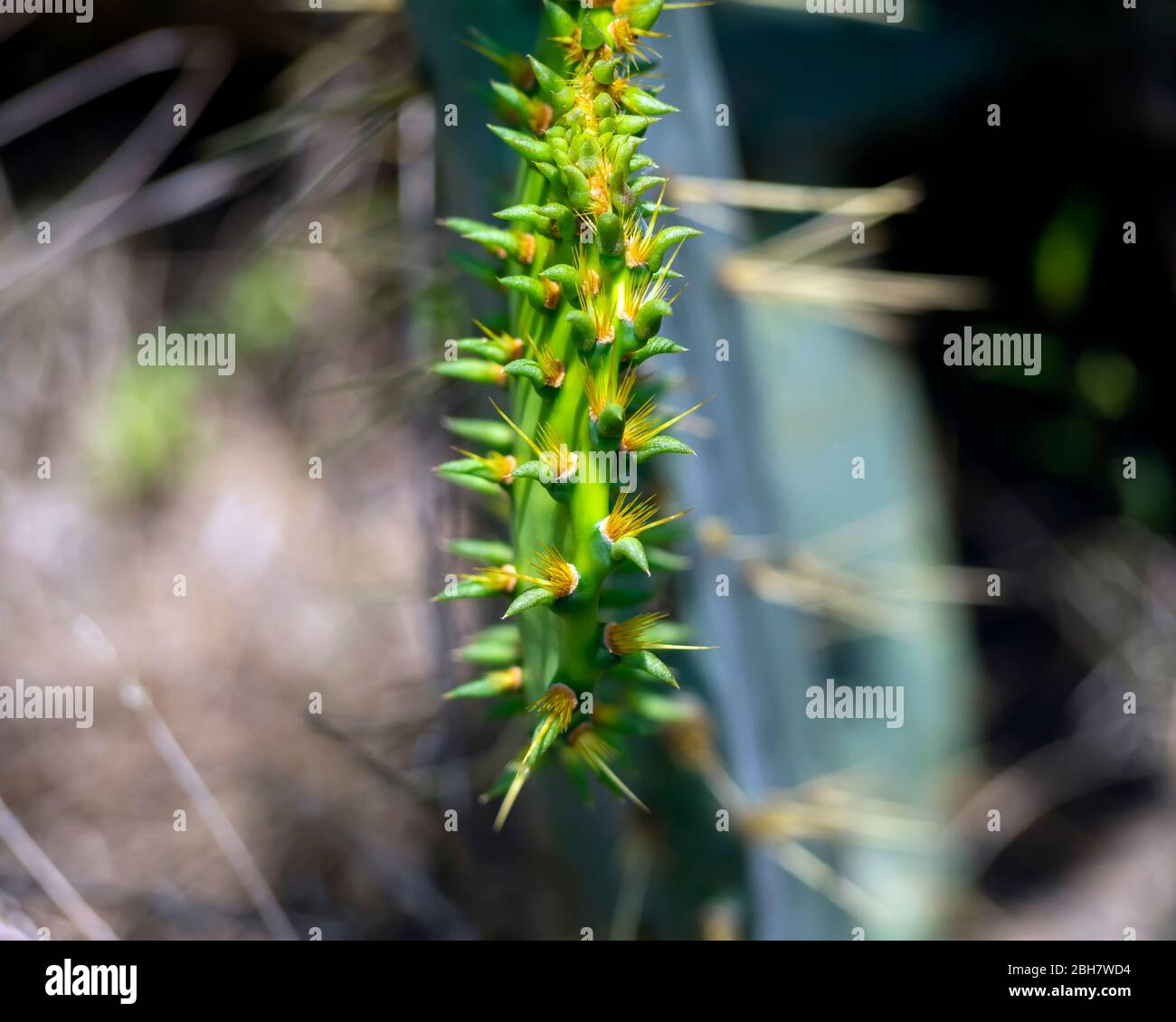 A closeup of the spines on the edge of the pad of an Opuntia or Prickly Pear cactus. Stock Photo