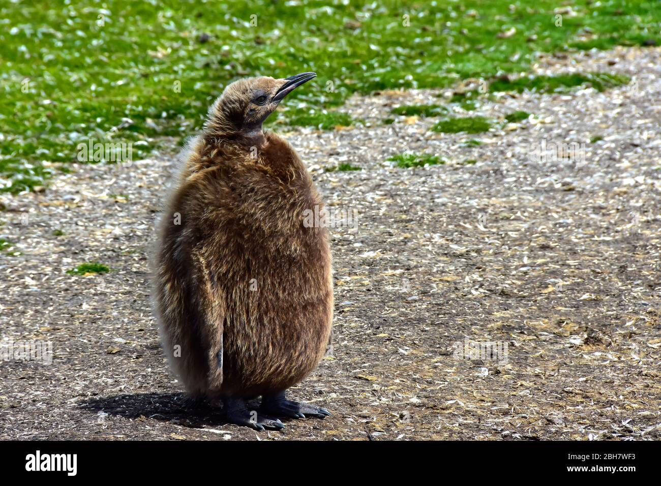 Portrait of a King Penguin Chick at Volunteer Point, Falkland Islands. Stock Photo