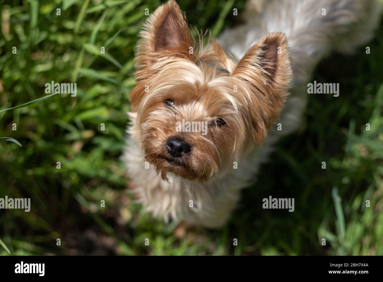 Small yorkshire terrier dog looking at camera from the grass. Stock Photo