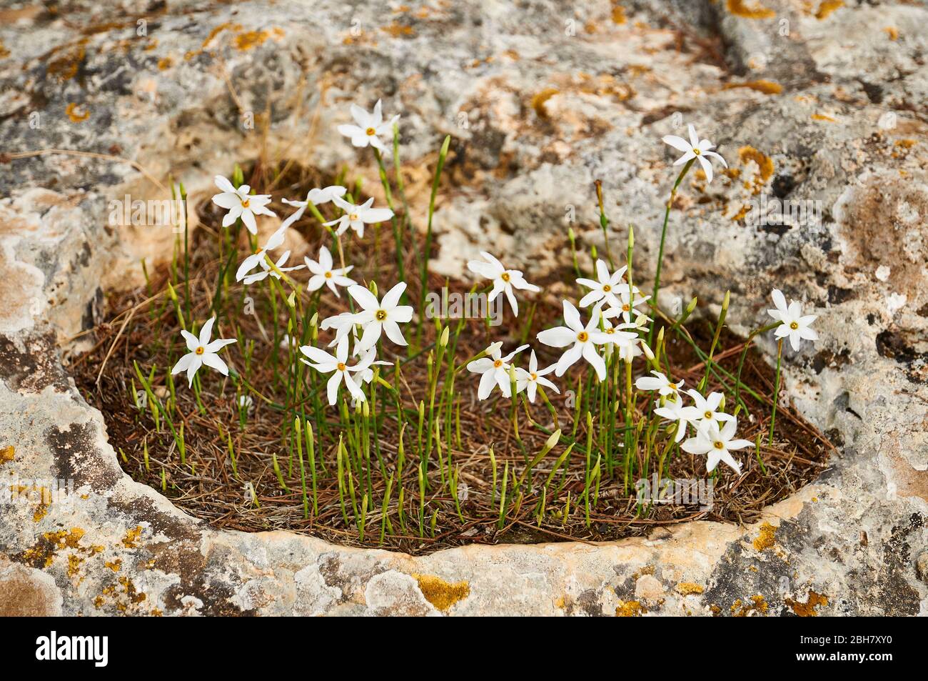 Close-up of daffodil (Narcissus obsoletus) blooming small white flowers among rocks (Formentera, Pityuses, Balearic Islands, Mediterranean sea, Spain) Stock Photo