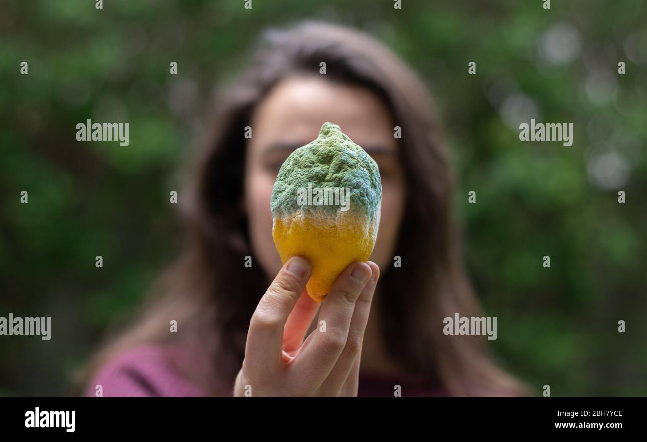 Woman holding a rotten lemon full of mold. Food waste. Stock Photo