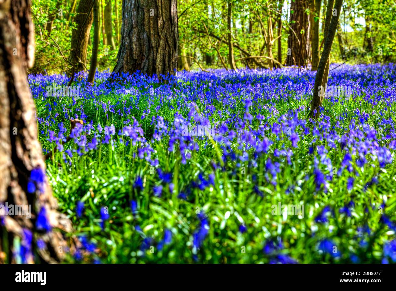Bluebells, Bluebell flowers, bluebell woods, Hyacinthoides non-scripta, UK England, bluebell wood, woods, woodland, bluebell, flowers, scene, vista, Stock Photo