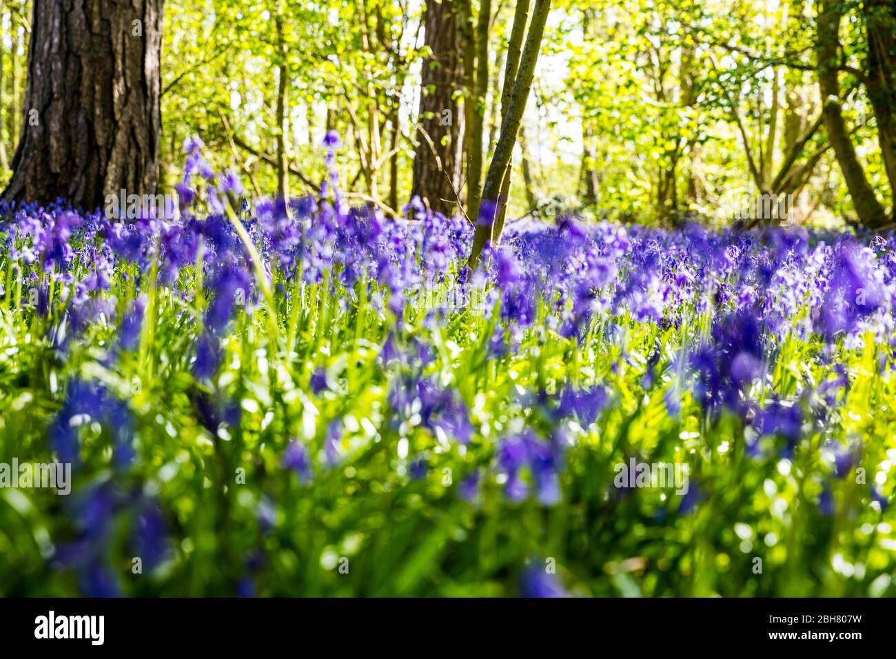 Bluebells, Bluebell flowers, bluebell woods, Hyacinthoides nonscripta