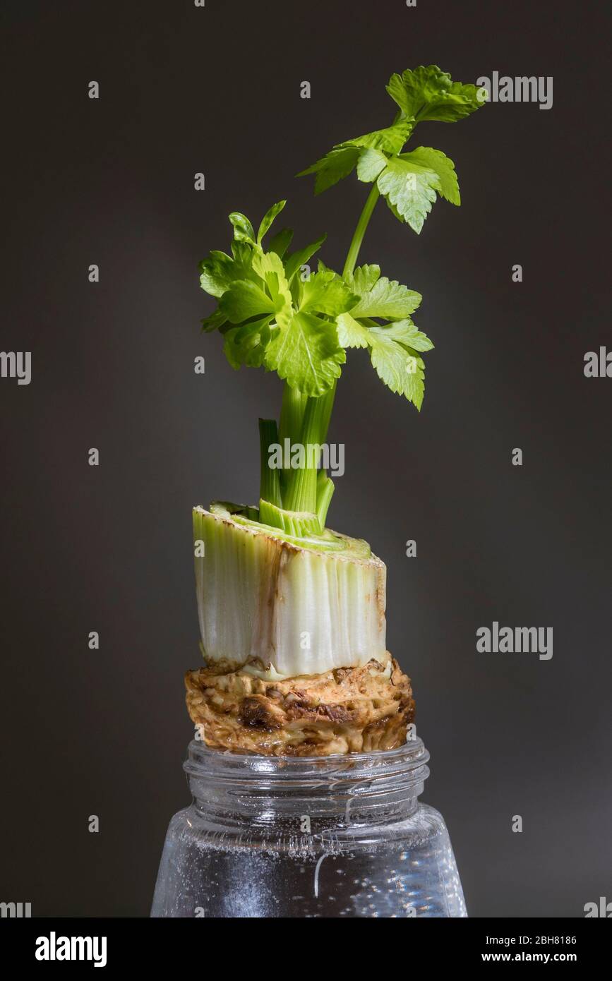 London, UK.  24 April 2020.  Celery stalks (Apium graveolens) grow from a discarded end suspended in water.  During the coronavirus pandemic lockdown, the public is reported to be at home connecting more with nature, noticing more garden wildlife and enjoying more cooking from scratch.  Credit: Stephen Chung / Alamy Live News Stock Photo