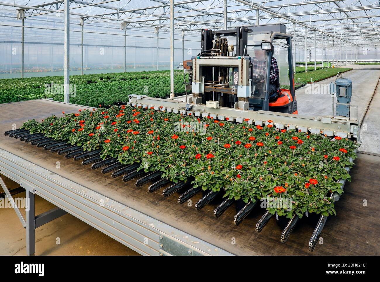 07.04.2020, Kempen, North Rhine-Westphalia, Germany - Nursery, employee of Hanka Horticulture prepares potted plants for sale in the greenhouse, nurse Stock Photo