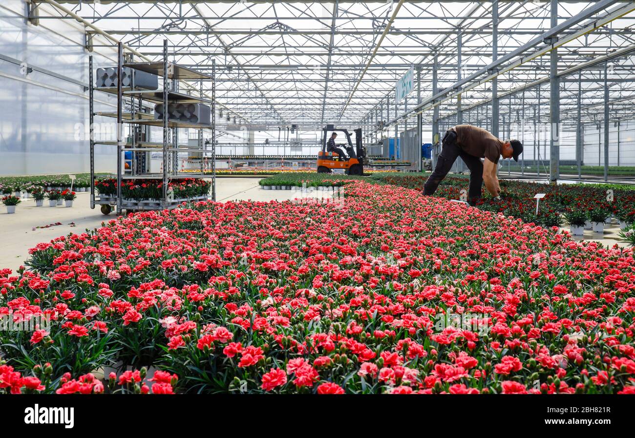 07.04.2020, Kempen, North Rhine-Westphalia, Germany - The nursery's staff prepares the potted plants in the greenhouse for sale, Hanka nursery during Stock Photo