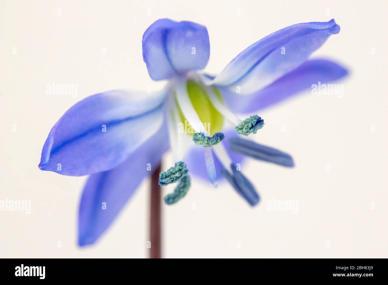 Closeup image of a Scilla forbesii flower against a white background Stock Photo