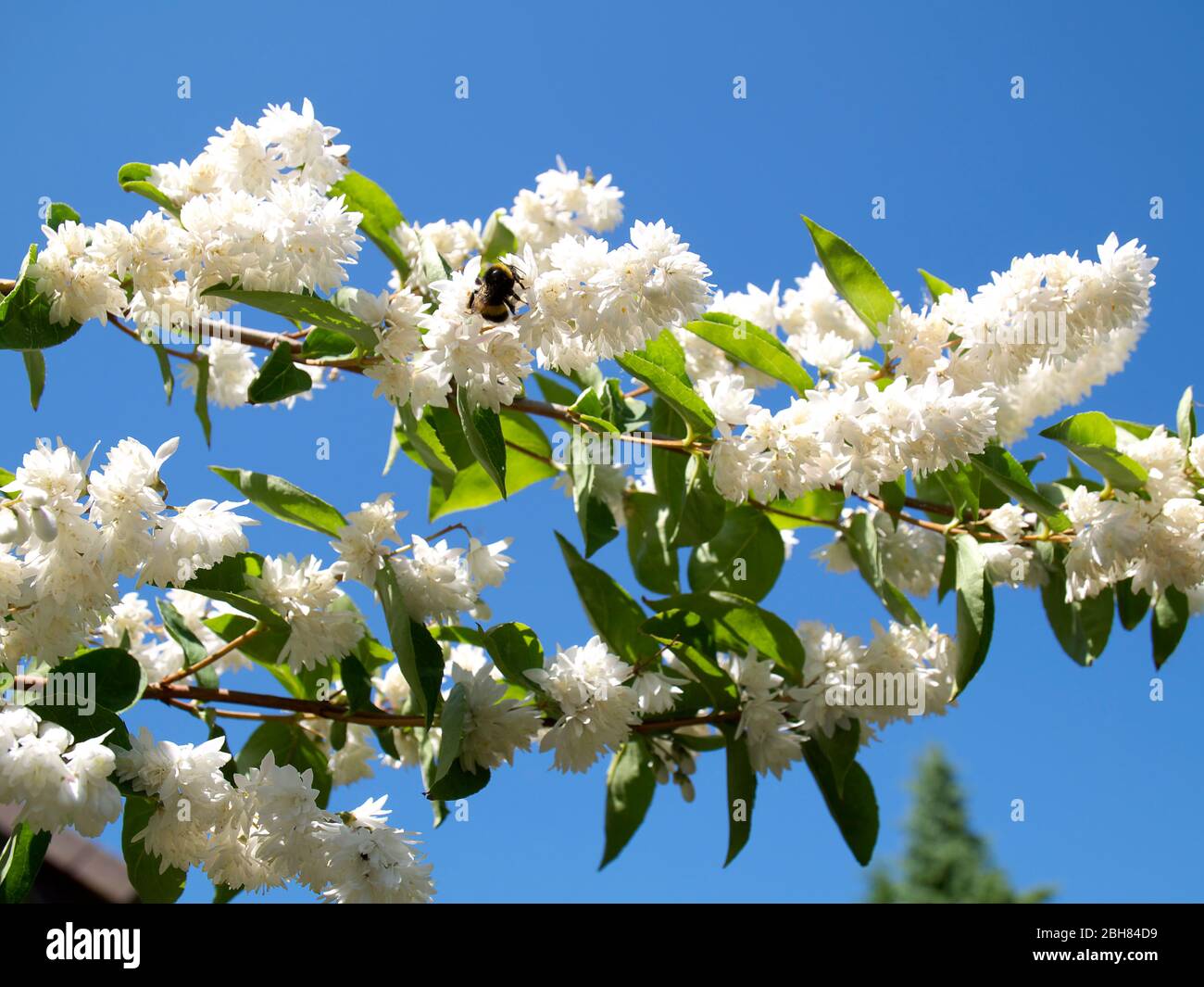 Jasmine twig in full bloom. Stock Photo