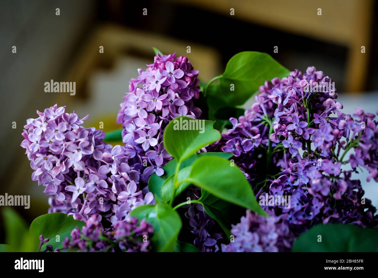 Shallow depth of field (selective focus) and macro image with purple ...
