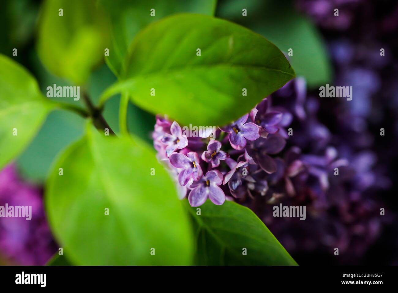 Shallow depth of field (selective focus) and macro image with purple ...