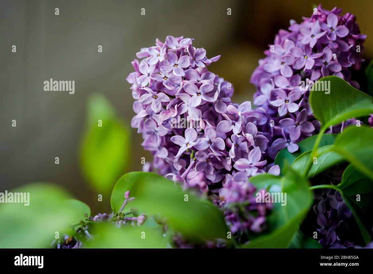 Shallow depth of field (selective focus) and macro image with purple ...