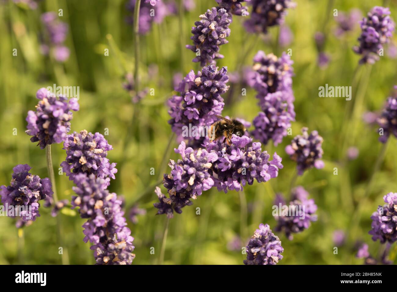 Bee collecting nectar from Lavender in an English garden; Stock Photo