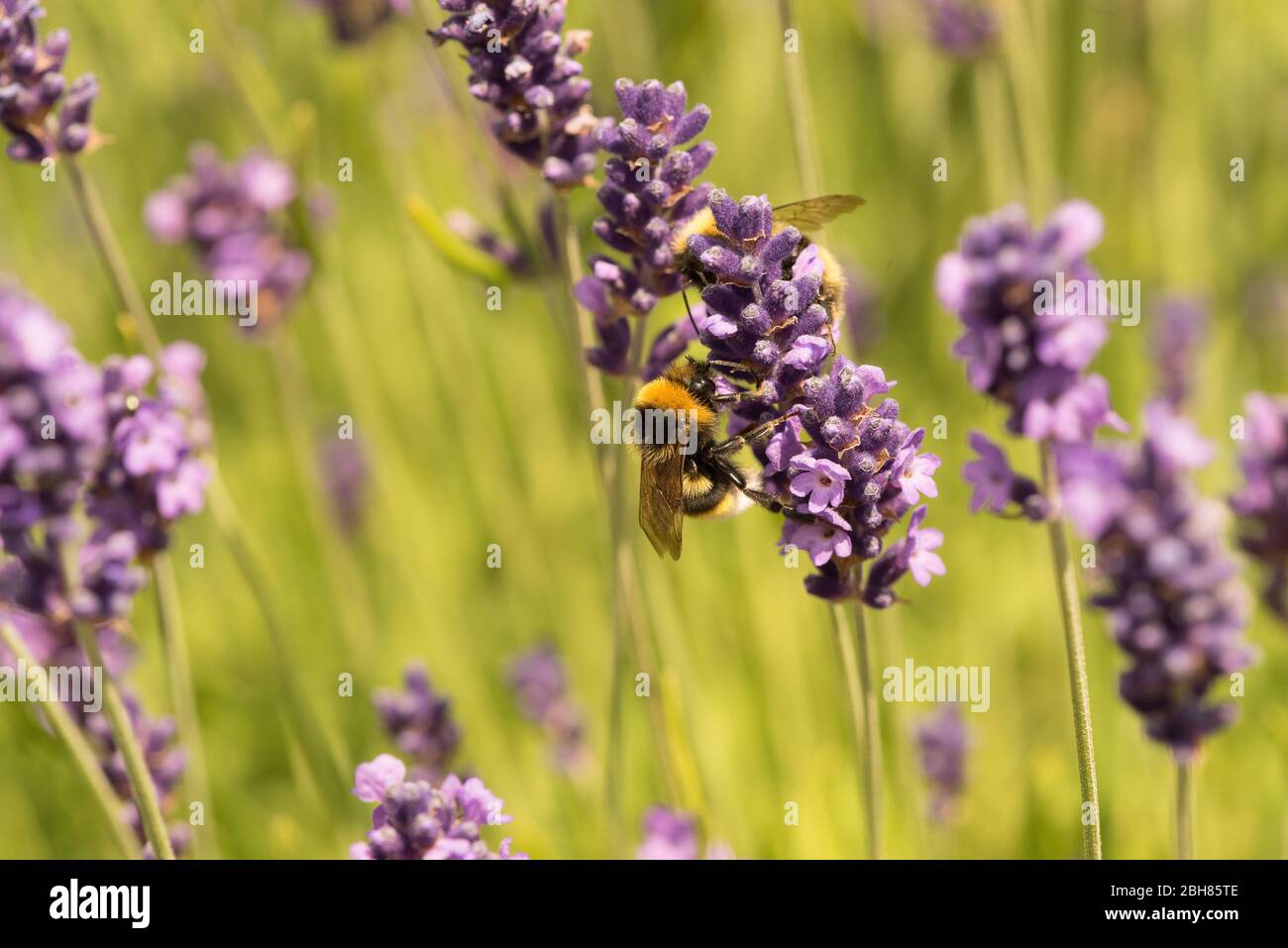 Bee collecting nectar from Lavender in an English garden Stock Photo
