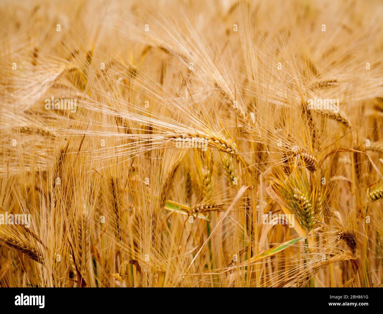 Ripe barley on a field near Barum, Germany. Stock Photo