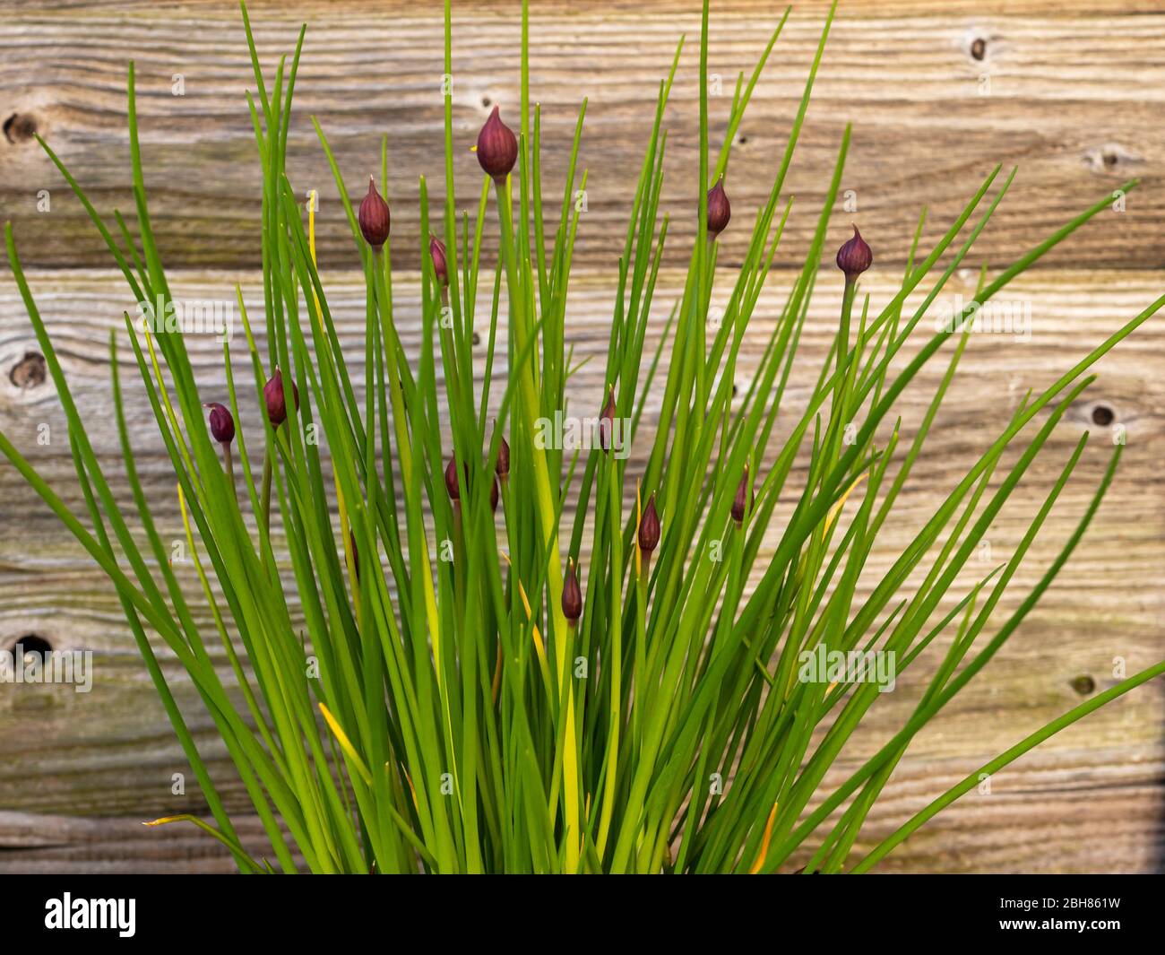 Allium chives plant with pretty flower buds and green leaves beside a wooden garden fence Stock Photo