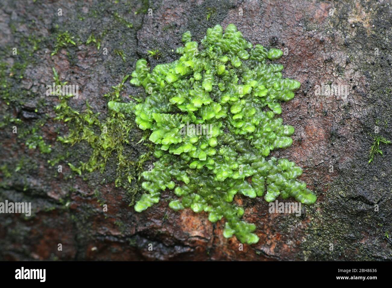 Even Scalewort moss, Radula complanata, a cannabinoid moss from Finland Stock Photo