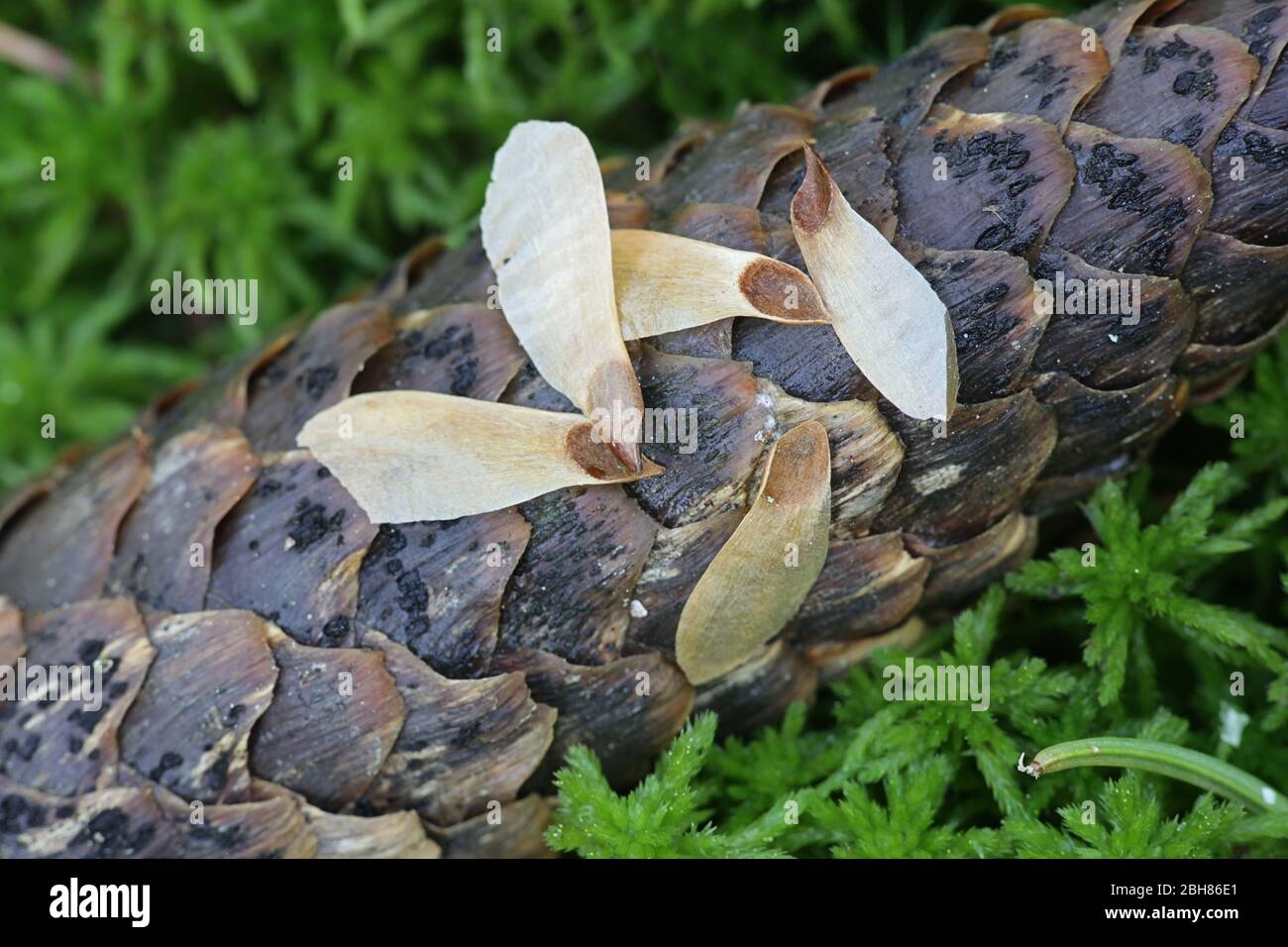 Seeds of Norway spruce, Picea abies, on top of a spruce cone, photographed in April Stock Photo
