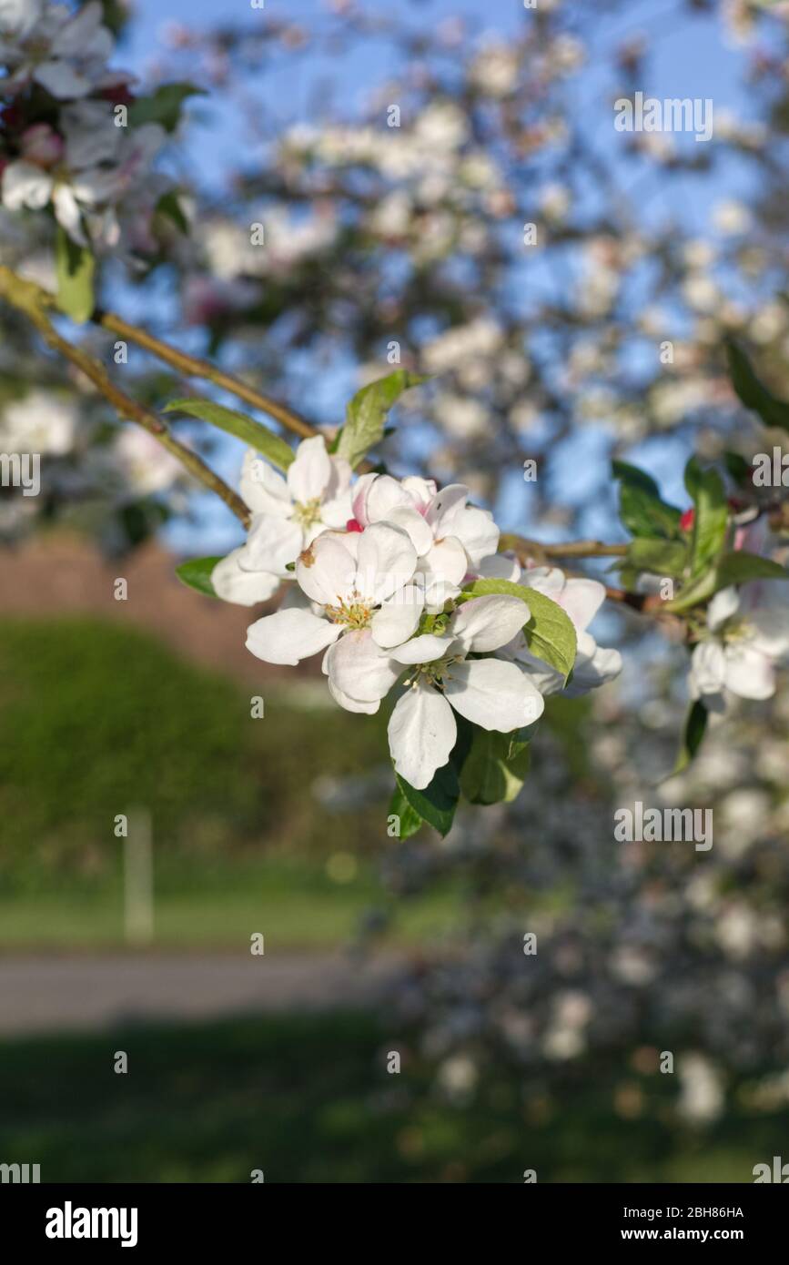 Flowering Apple Blossom Tree Stock Photo Alamy
