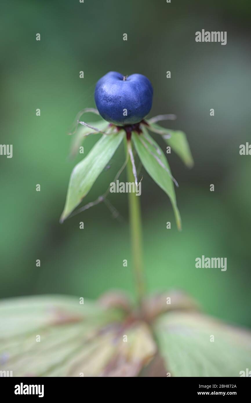 Paris quadrifolia, known as the the herb-paris or true lover's knot, wild plant from Finland Stock Photo