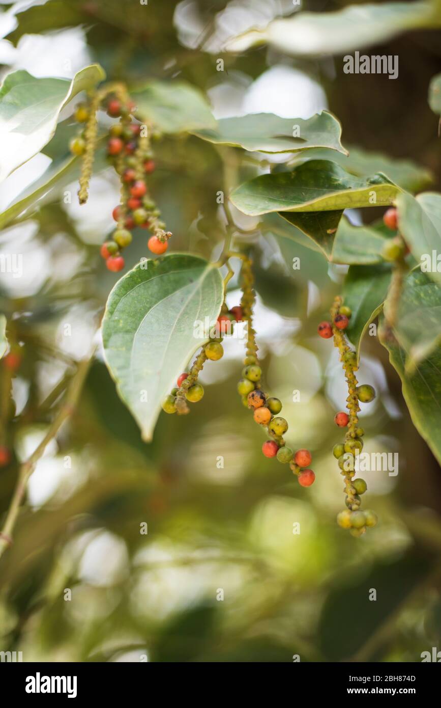 Fresh peppercorns growing on a pepper farm in Kampot, Cambodia Stock