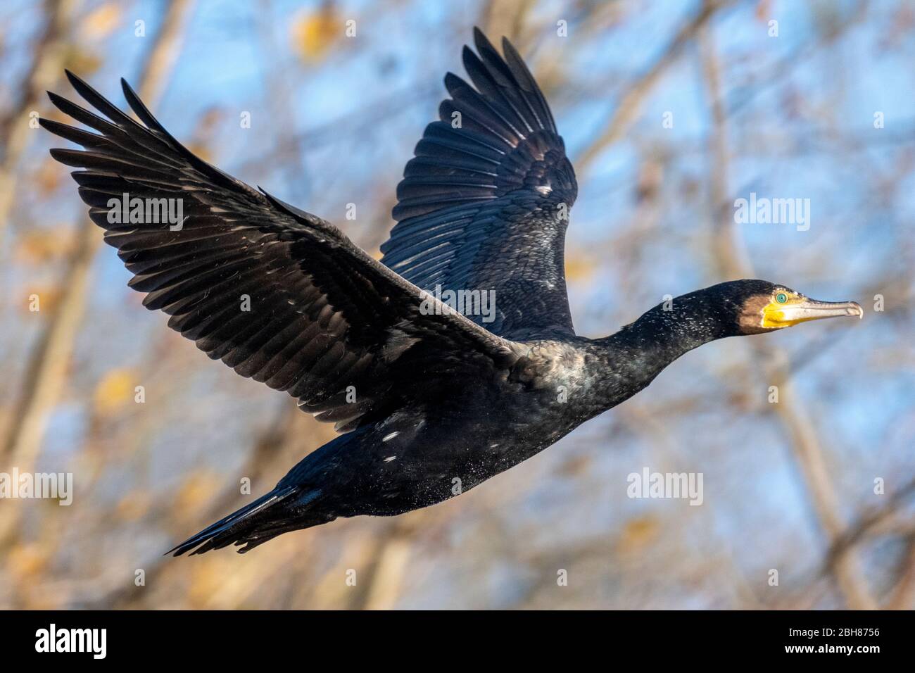 Cormorant, Phalacrocorax carbo, a large waterbird in flight on Hampstead Heath in London, England Stock Photo