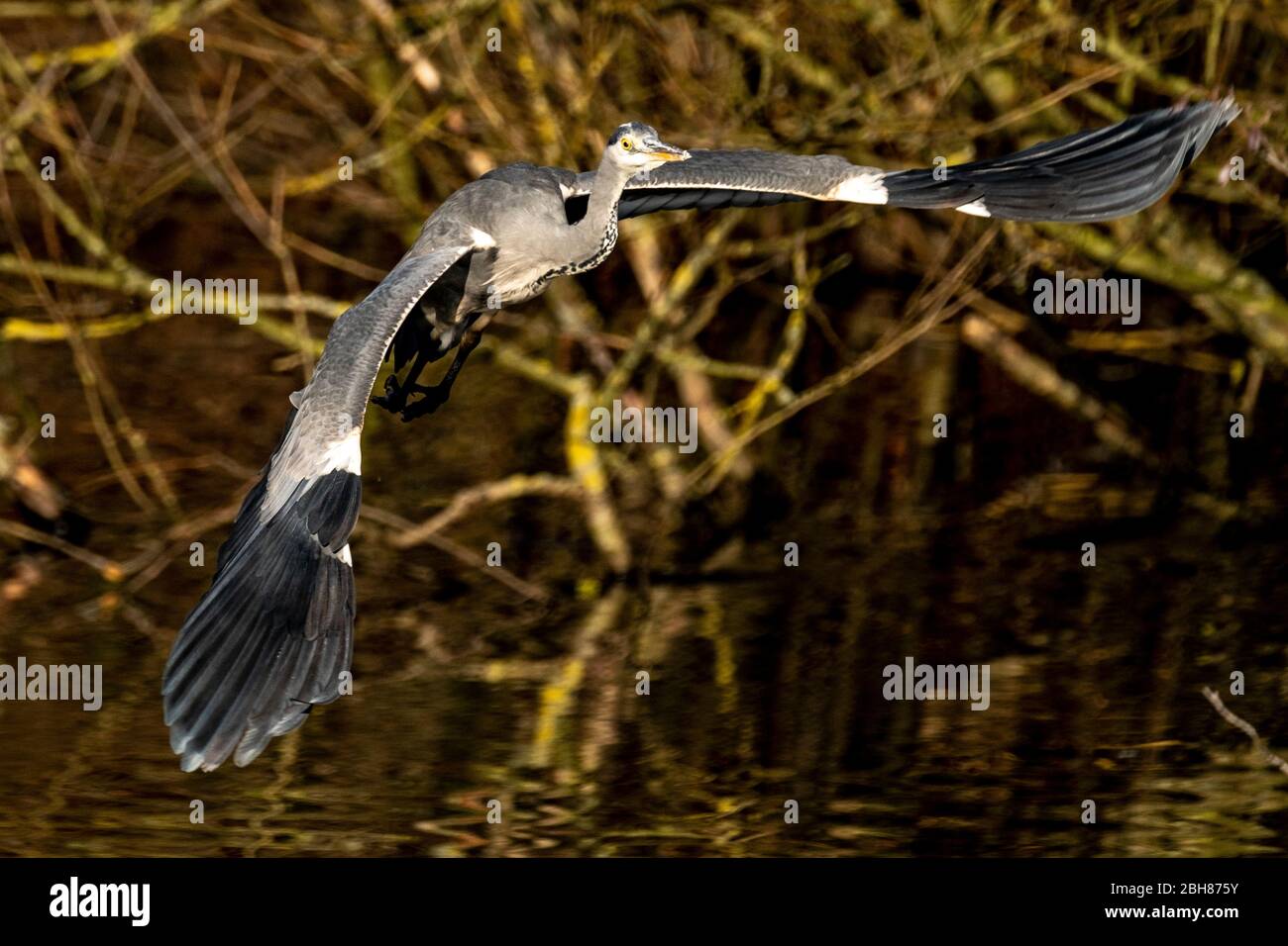 Grey Heron, Ardea cinerea, in flight over a pond on Hampstead Heath in London Stock Photo