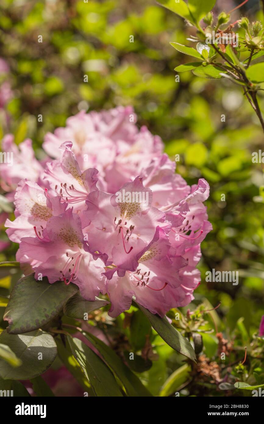 Rhododendron catawbiense America, blooms flower Rhododendron, Catawba Rhododendron Cultivar Stock Photo