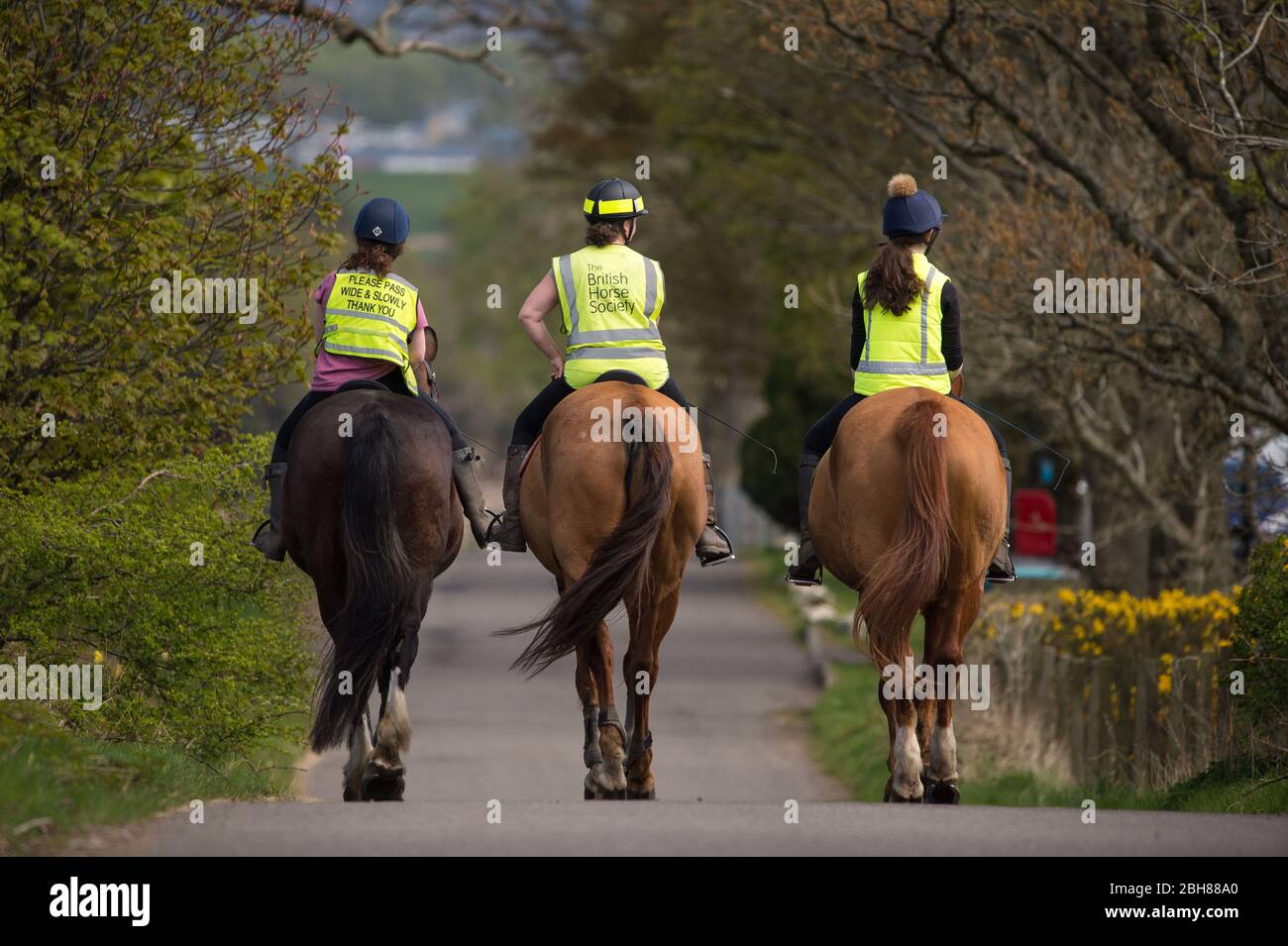 Alamy horses hi-res stock photography and images - Alamy