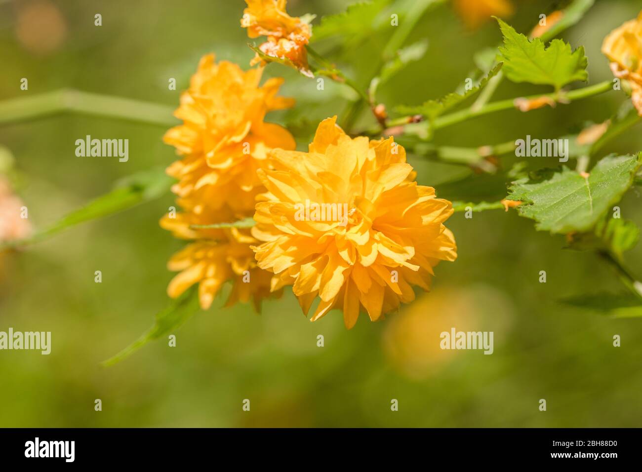 Doubleflowered Japanese rose Latin name Kerria japonica Pleniflora
