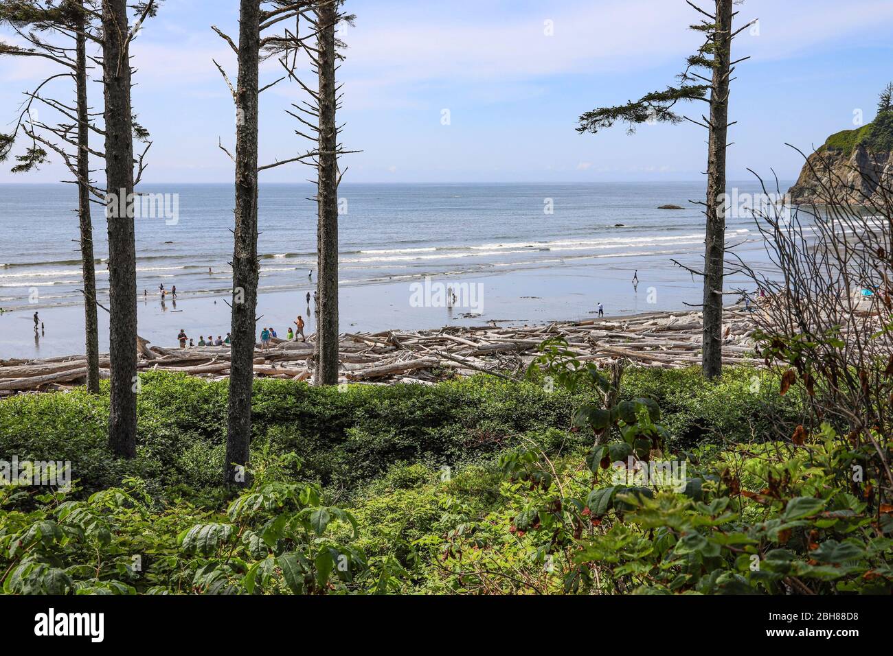 Driftwood collects here at popular Ruby Beach, Forks, Olympic National