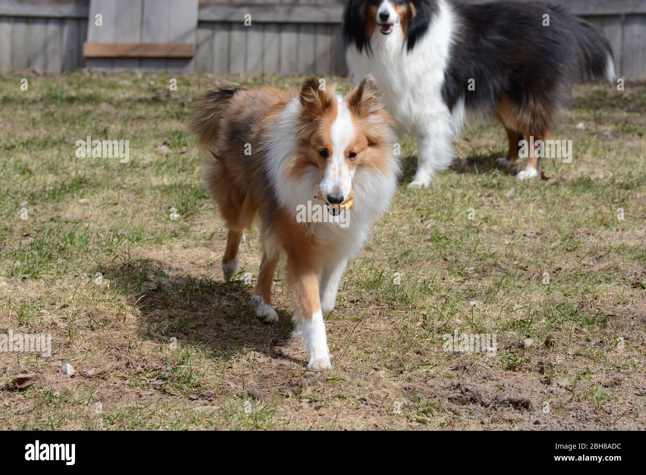 Two Shetland Sheepdogs (shelties) playing with an apple Stock Photo