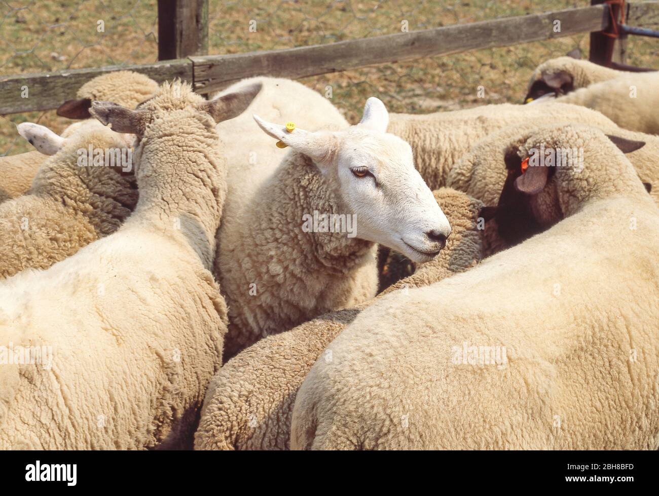 Sheep in pen on farm near Ormskirk, Lancashire, England, United Kingdom Stock Photo