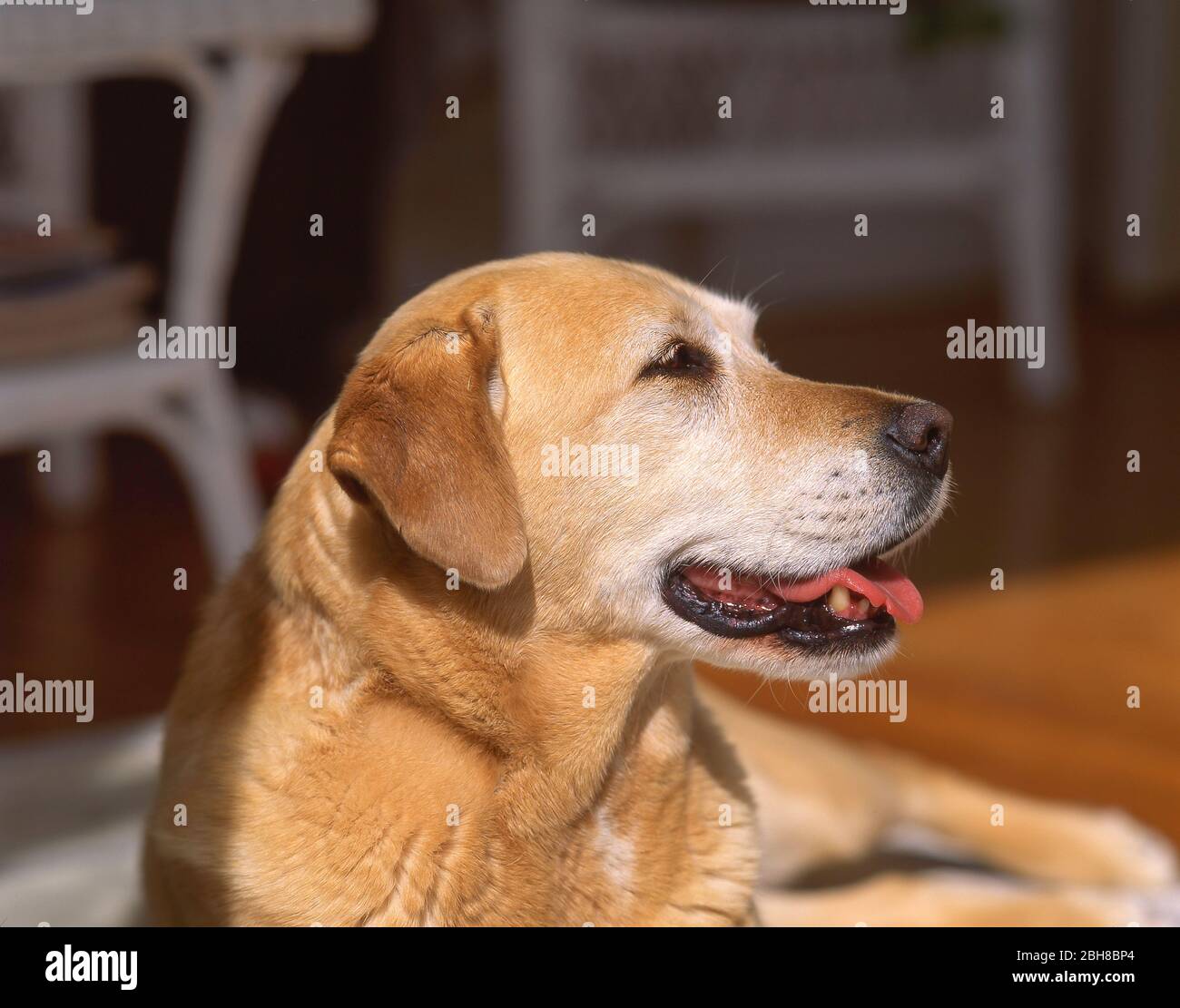 Golden Retriever dog, Christchurch, Canterbury Region, New Zealand Stock Photo