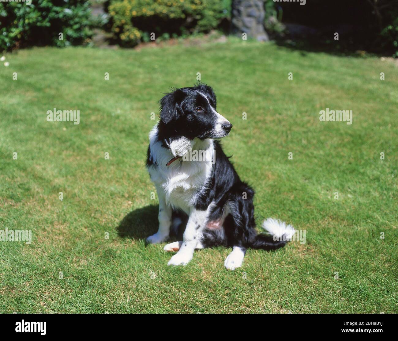 Border Collie dog on lawn, Christchurch, Canterbury Region, New Zealand Stock Photo