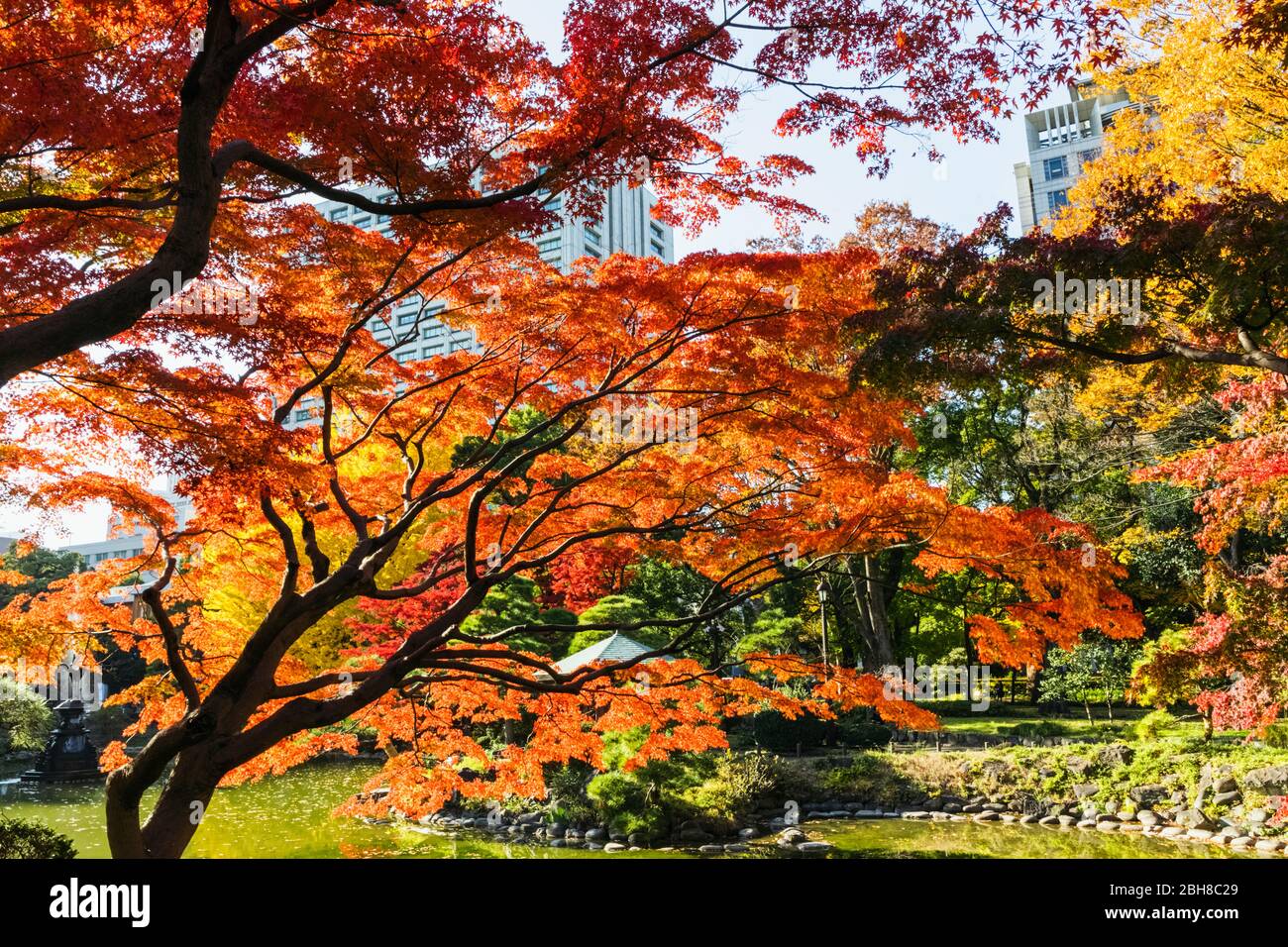 Japan, Honshu, Tokyo, Hibiya, HibiyaPark, Kumogata Pond, Autumn Leaves Stock Photo